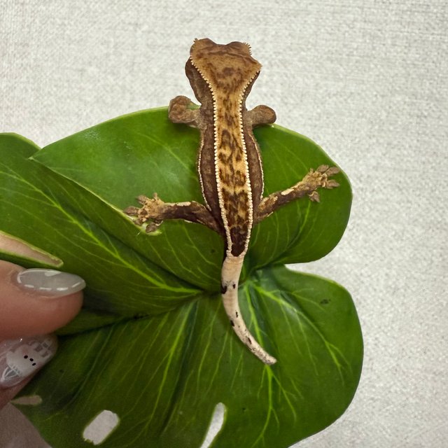 쿼드 풀핀 트라이