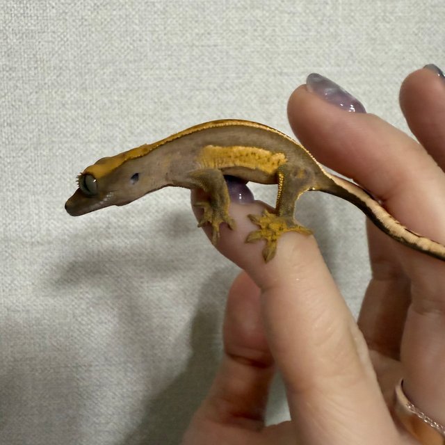 엠티백 풀핀 쿼드