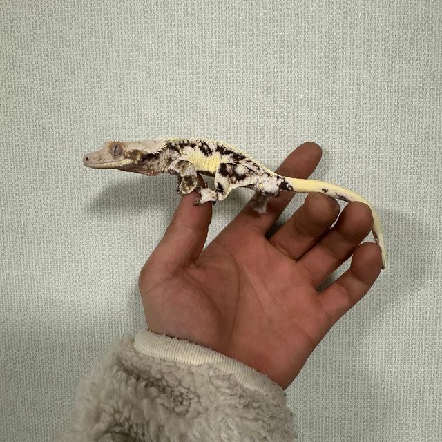 릴리화이트