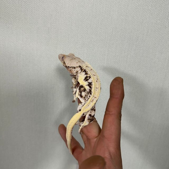 릴리화이트