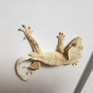엘