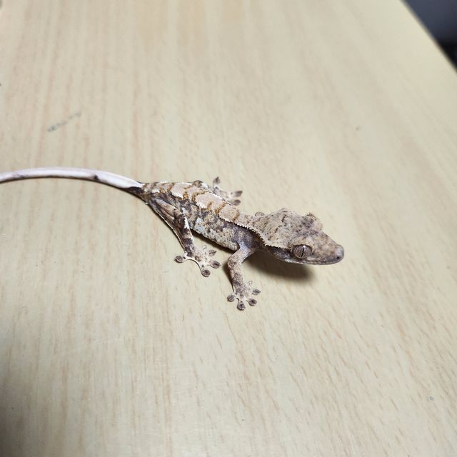 노멀 텐저린 트라이