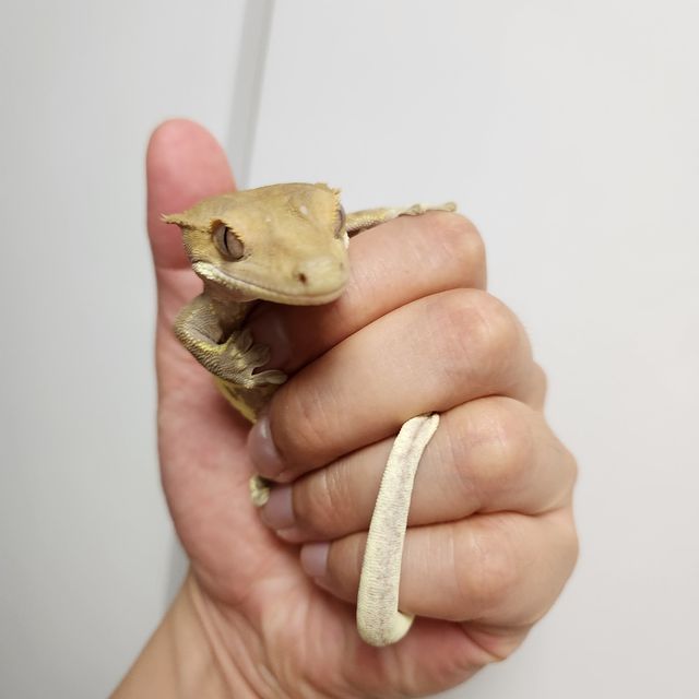 릴리화이트 팬텀 레드