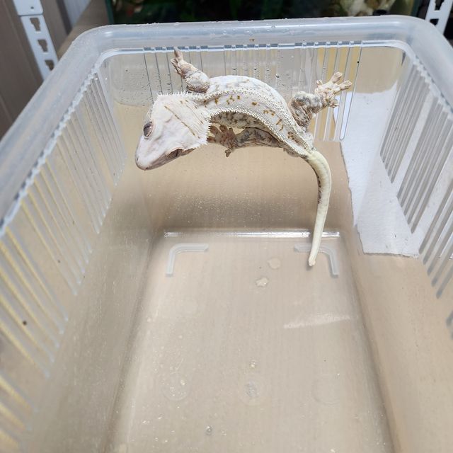 릴리화이트 트라이