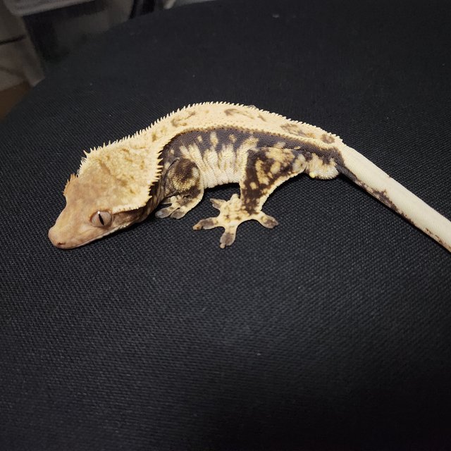 노멀 풀핀 화이트스팟