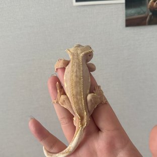 바이 레드