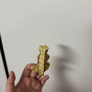 익스트림할리퀸