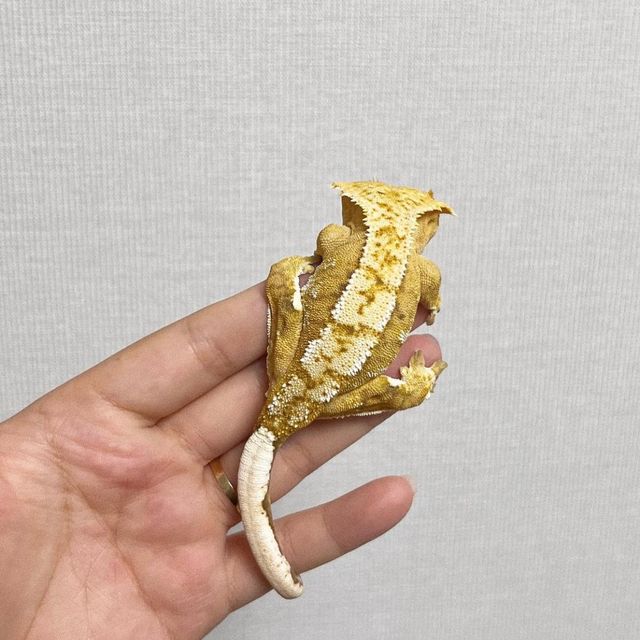 옐로우 크림시클