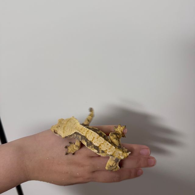 익스트림할리퀸