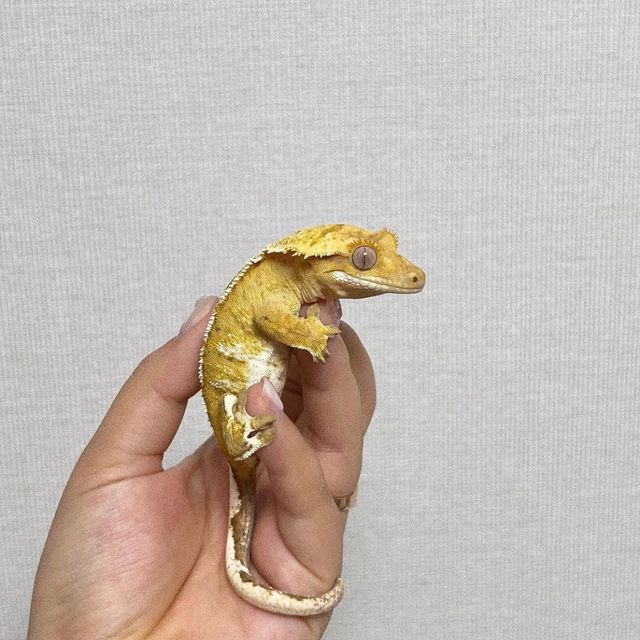 옐로우 크림시클