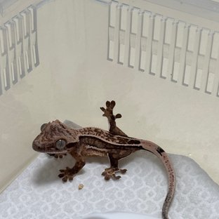 트라이 쿼드 풀핀