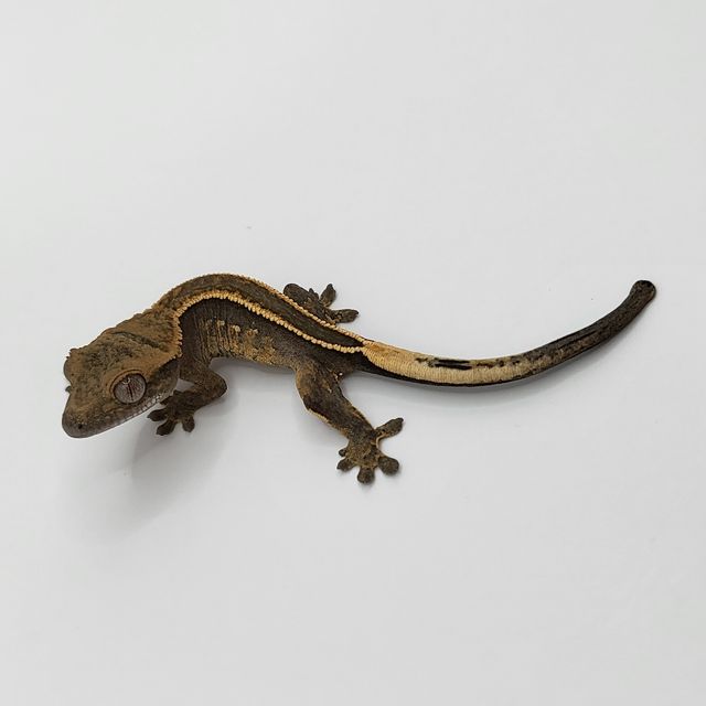 풀핀 엠티백
