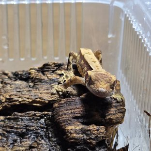 노멀 핀스트라이프 쿼드