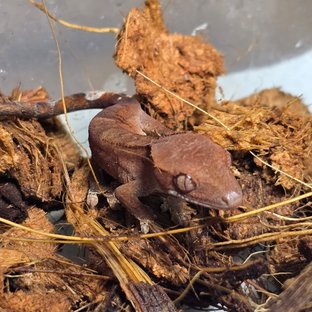 카푸치노 벅스킨