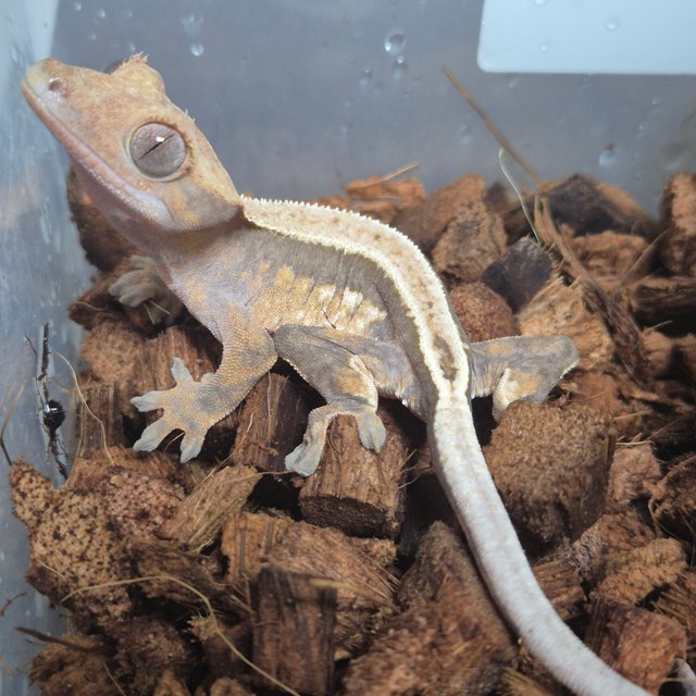 노멀 핀스트라이프 쿼드