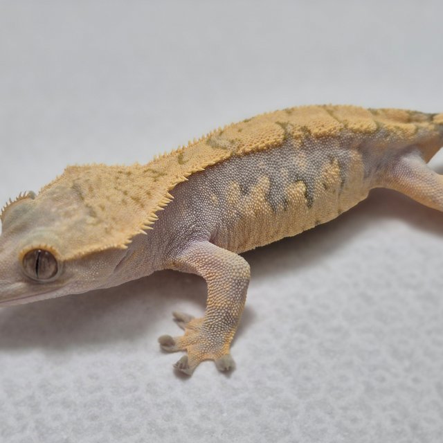 익스트림할리퀸