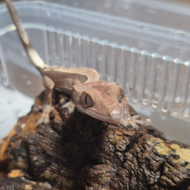 카푸치노 핀스트라이프 쿼드