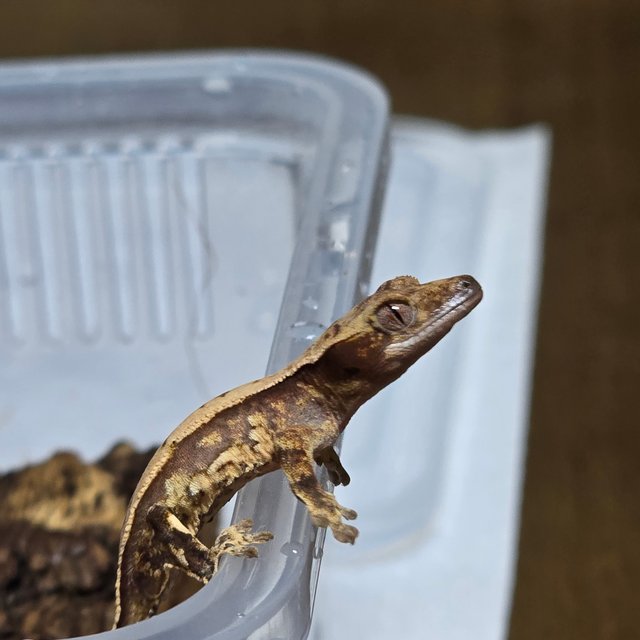 노멀 핀스트라이프 쿼드