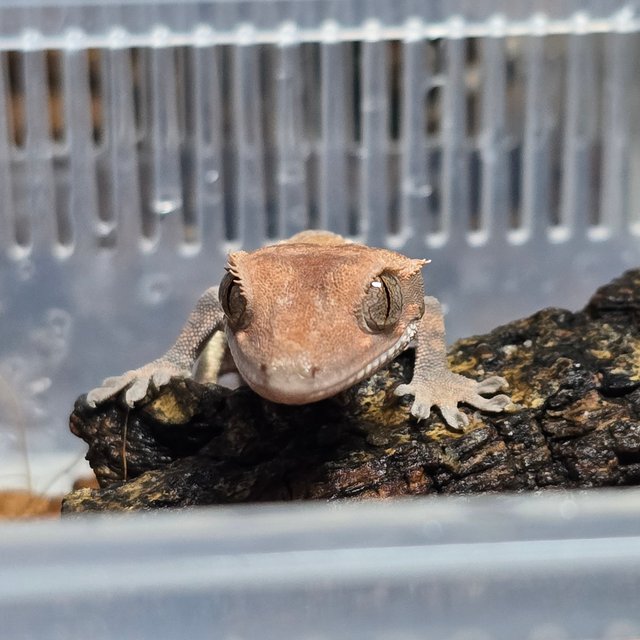 카푸치노 핀스트라이프 쿼드