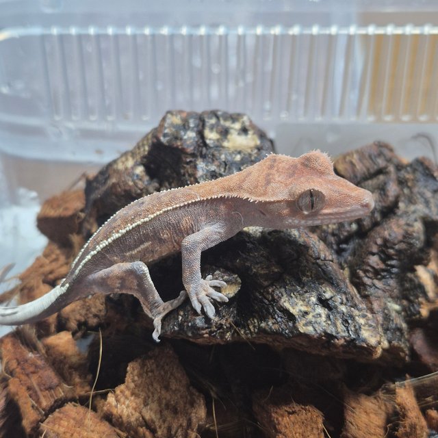 카푸치노 핀스트라이프 쿼드