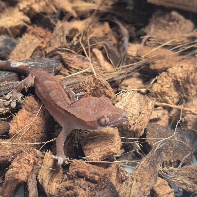 카푸치노 벅스킨