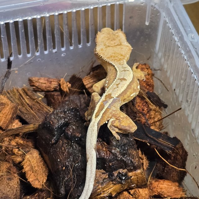 노멀 쿼드 핀스트라이프 크림