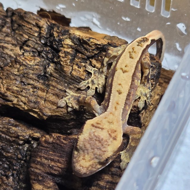 노멀 핀스트라이프 쿼드