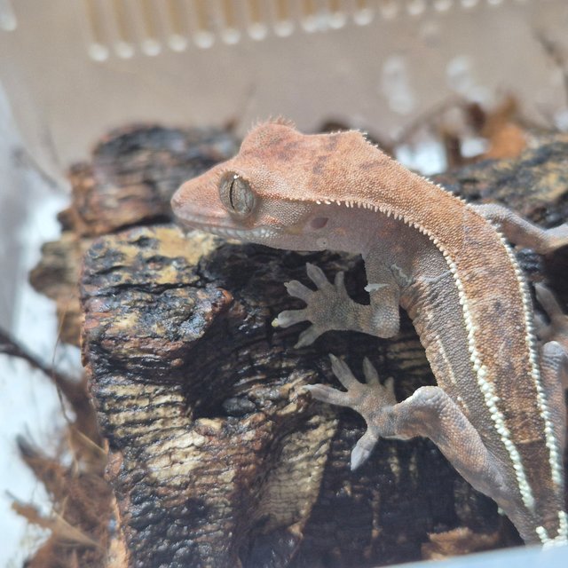 카푸치노 핀스트라이프 쿼드