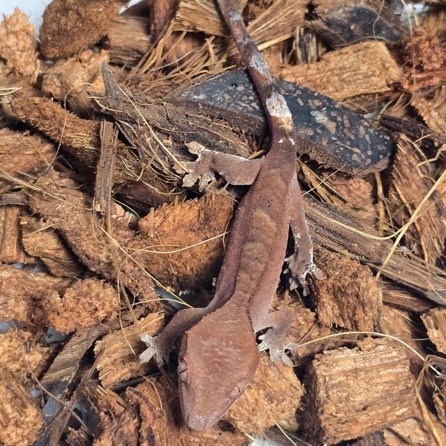 카푸치노 벅스킨