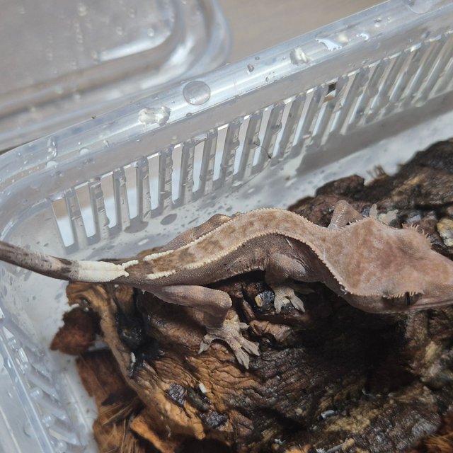 카푸치노 핀스트라이프 쿼드