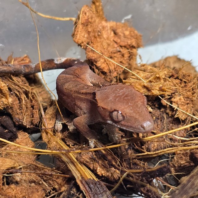 카푸치노 벅스킨