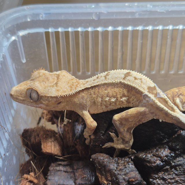 노멀 쿼드 핀스트라이프 크림