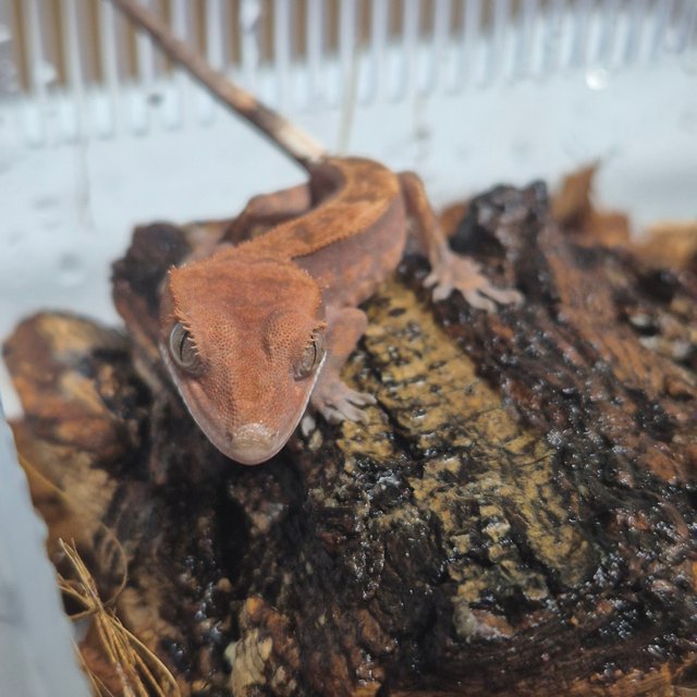 카푸치노 핀스트라이프