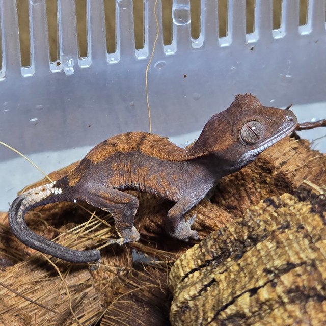 카푸치노 플레임