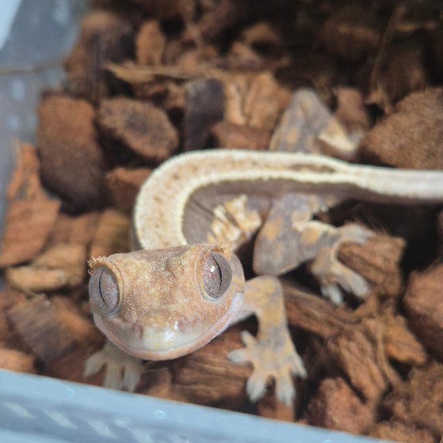 노멀 핀스트라이프 쿼드