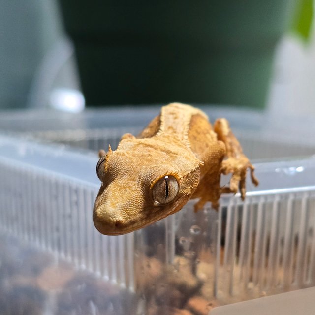 노멀 쿼드 핀스트라이프 크림