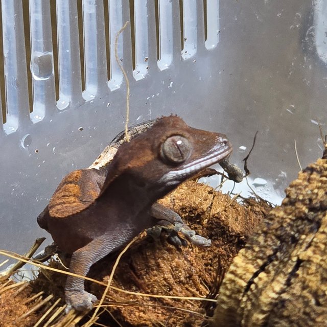 카푸치노 플레임