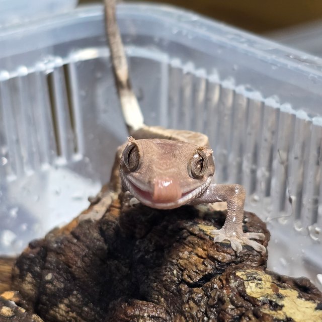 카푸치노 핀스트라이프 쿼드