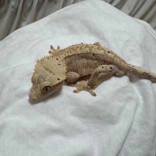 달마시안 스트로베리