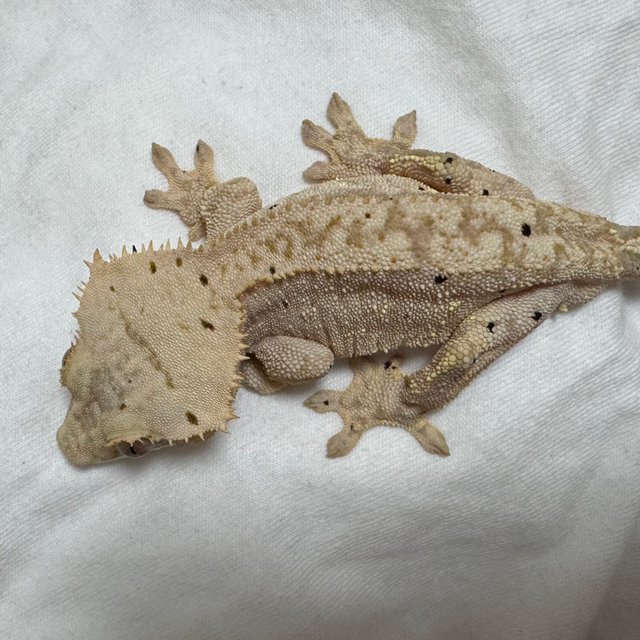 달마시안 스트로베리