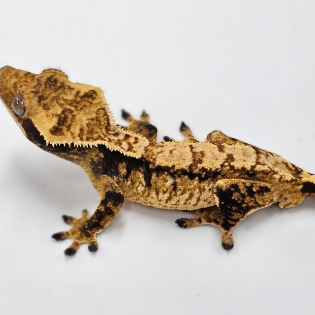 노멀 익스트림할리퀸