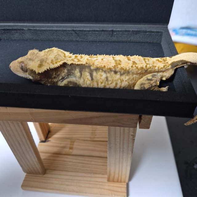 노멀 익스트림할리퀸