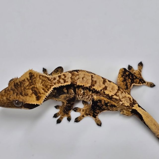 노멀 익스트림할리퀸