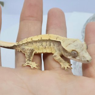 노멀 트라이 드리피 화이트스팟