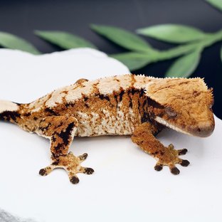 Tangerine Tri Extreme Harlequin Normal