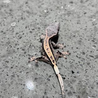 세이블