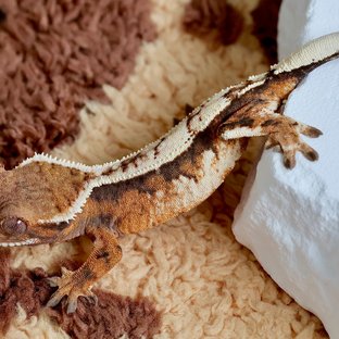 세이블 핀스트라이프 쿼드 텐저린