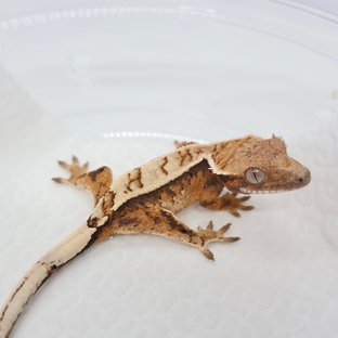 세이블 핀스트라이프 쿼드 텐저린