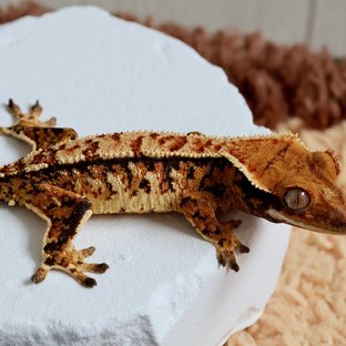 트라이 익스트림할리퀸 노멀