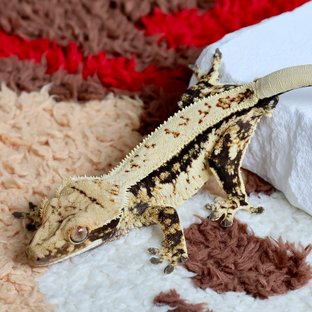 노멀 트라이 핀스트라이프 쿼드